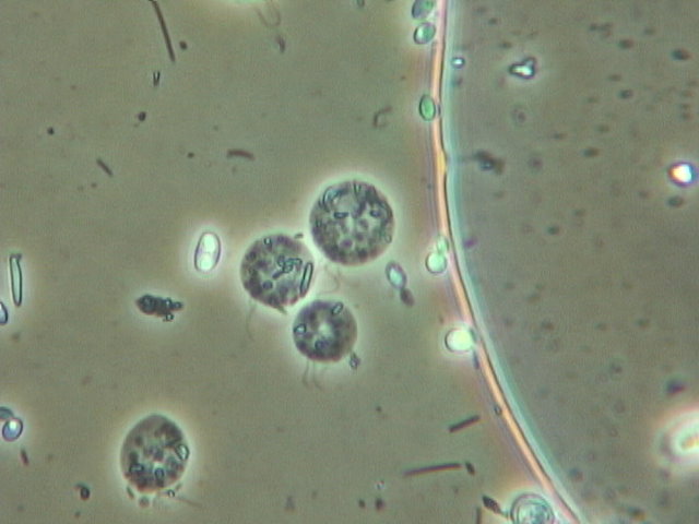 flagellates